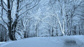 Wallpaper Winter Forest HD Background
