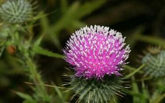 Wallpaper Carduus Thistle Desktop And Photos