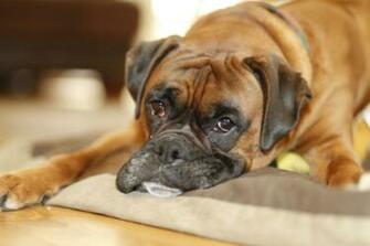 Boxer Dog Wallpaper HD