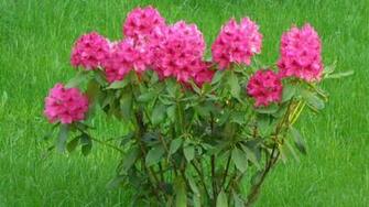 Flori HD Desktop Wallpaper Widescreen High Definition Fullscreen