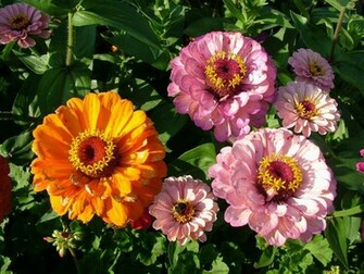7art Flowers Screensaver Amazing In Beautiful
