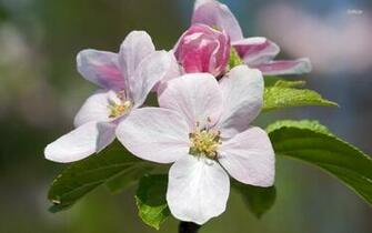 Apple Flowers Wallpaper Flower