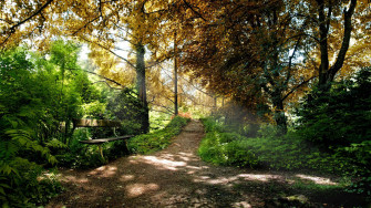 Forest Green Wallpaper