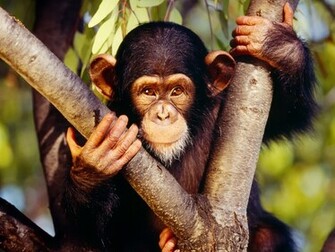 Animal Planet Picture Animals Wallpaper Ing