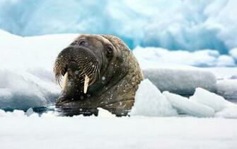 Walrus Wallpaper