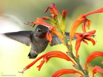 Bird Wallpaper The Backyard Naturalist