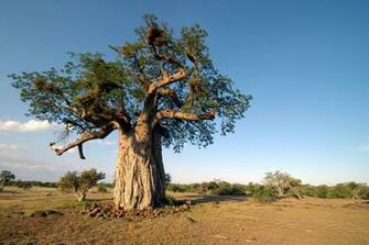 Baobab Background