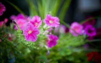 May Flowers Wallpaper Search Results Newdesktopwallpaper Info