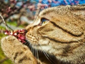 Nice Desktop Wallpaper Of Cat Spring Berry
