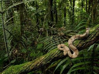 Rainforest Background