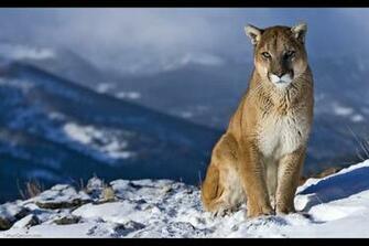 Apples Amazing Os X Mountain Lion Wallpaper Picture