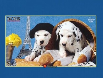 Dalmatians Wallpaper Picture