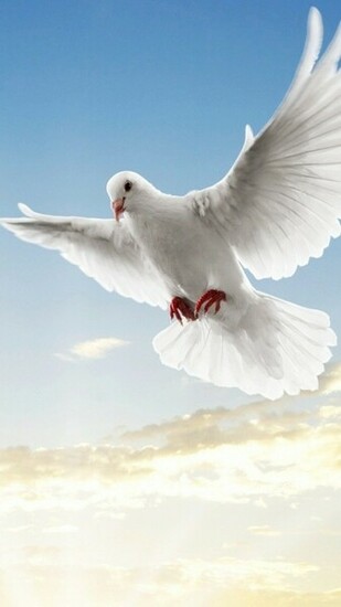 Dove Peace Symbol Best Htc One Wallpaper And Easy To