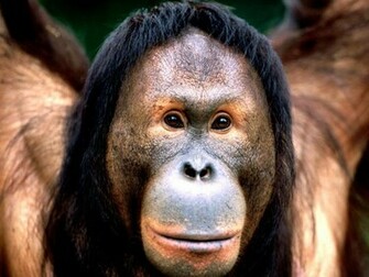 Animal Monkeys Funny Monkey Pictures Photos