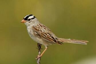 Sparrow Bird High Resolution Full HD Wallpaper