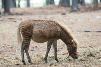 Pictures Of Exotic Animals All Wallpaper New
