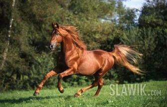 Caballo Saddlebred Americano Wallpaper Pictures