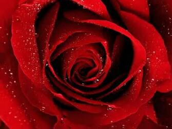 Red Rose Wallpaper Flowers HD Pictures One