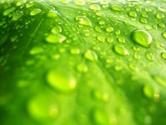 Wallpaper Of A High Resolution Photo Green Leaf