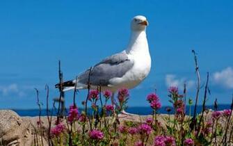 Animal Wallpaper Dom Of Flying Seagulls HD Desktop