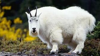 Desktop Wallpaper Categories Animals