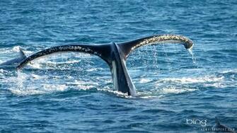 Humpback Whale HD Wallpaper IHD