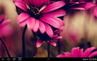 Pink Flowers Live Wallpaper Screenshot