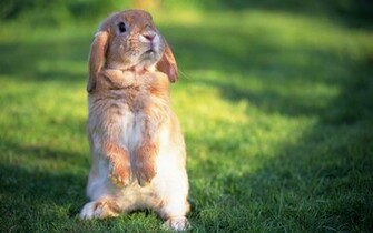 All Wallpaper Cute Rabbit HD