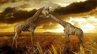 Nature Wallpaper HD 1080p Desktop Background