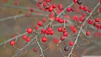 Red Berries Twigs Wallpaper