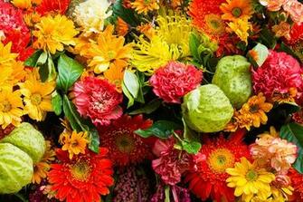 Image Gerbera Mums Flower Dianthus