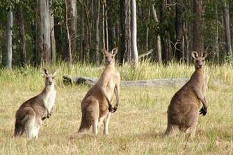 Kangaroo Wallpaper Pictures Image