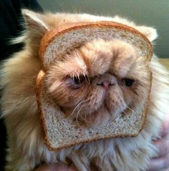 Funny Wallpaper For Your Tablet1 Pictures