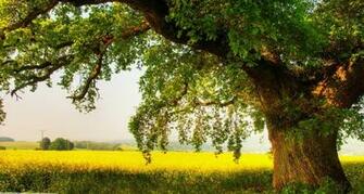 HD Nature Image Wallpaper Of Natures Organic Widescreen