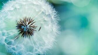 Best Dandelions Wallpaper