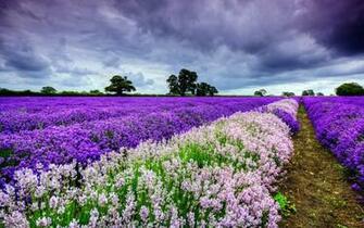 Spring Purple And White Flowers Wallpaper