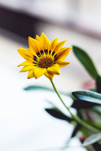Top Flower Android Wallpaper Full HD 4k To Use