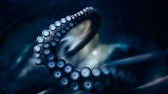 Blue Tentacles Wallpaper Octopus Photography Tentacle