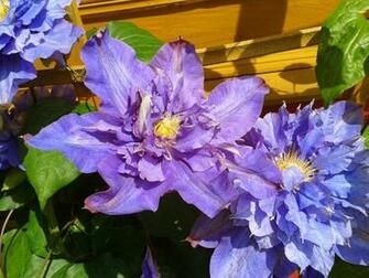 Blue Clematis Wall Wooden Image Wallpaper For Desktop