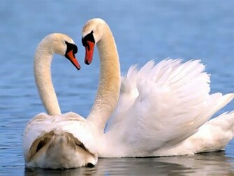 Tag Swan Wallpaper Background Photos Imageand Pictures For