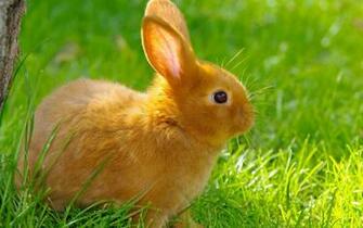 Rabbit Grass Summer Nature Baby Wallpaper
