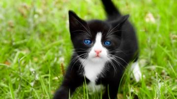 Tuxedo Cats Wallpaper On
