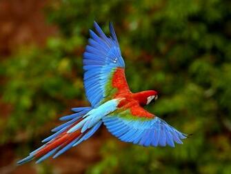 Exotic Birds Wallpaper Pictures