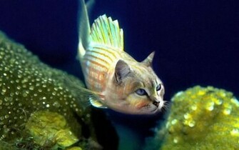Catfish Wallpaper HD Desktopinhq