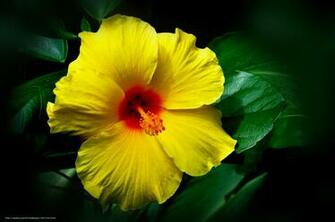 Wallpaper Yellow Hibiscus Flower Plant Desktop