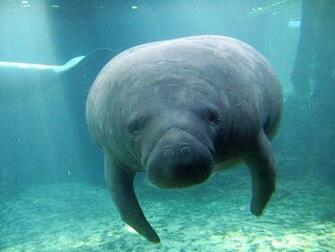 Cute Manatee Wallpaper Galleryhip The Hippest Pics