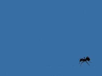 Basic Anticon Wallpaper By Chowder