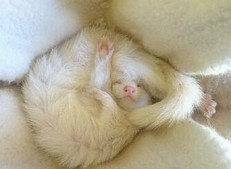 Cute Thing Wallpaper HD