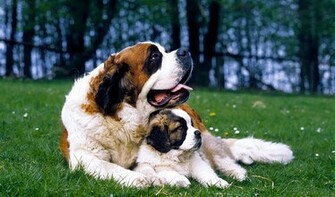 Saint Bernard Facts HD Wallpaper Dogbreedswallpaper