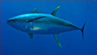 Fish Identification Albacore Tuna